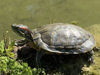 Bebek Tospa
