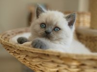 British Shorthair Yavrular Evinizin Neşesi Olacaktır