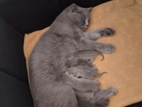 British shorthair yavru