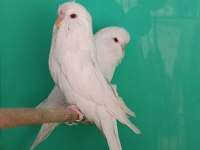 Jumbo Albino muhabbet kuşu