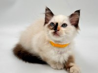 Yavru Ragdoll Kedileri