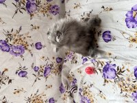İran Chinchilla Yavrular