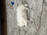3 aylık pomeranian boo