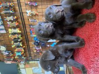 Burkemden aile dostu labrador