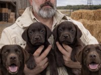 Labrador redriever sevimli yavrular