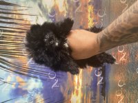 Kendini farklı hissedenler için pomeranian