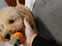 Köpeğimle ilgilenecek aile arıyoruz beni arar mısınız