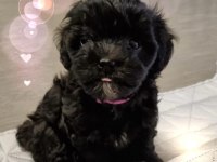 Mini minnak maltipoo bebeklerimiz