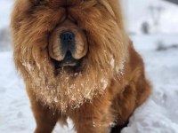 Şahsına münhasır (çin aslanı) chow chow
