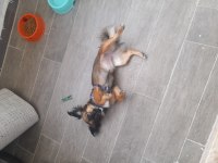 PEKİNEZ