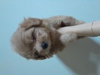 maltipoo yavrularımız