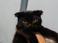 Scottish Fold Erkek Yavrular Çok Sevimli Ve Oyuncu