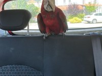 Yavru macaw