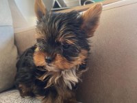 Safkan yorkshire terrier bebek köpekler