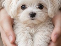 Teacup Maltese Terrier Mini Boy Bebişlerim