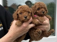 Kore toy poodle yavrular