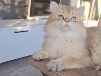 Şecereli golden british longhair 1 yaşında erkek