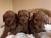 KORE KAN MİNİ BOY TOY POODLE YAVRULARIMIZ