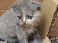Mama karşılığında kediler