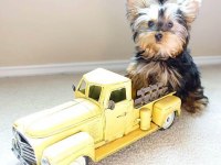Evinizin maskotu olacak mükemmel dost köpeğimiz