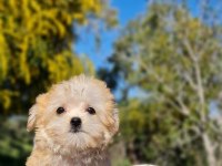 Dişi Teacup Morkie
