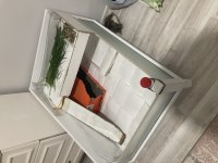 Ücretsiz Uysal 2 Guinea pig