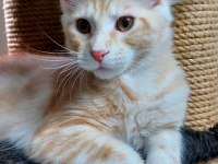 Full şecereli maine coon ünvanlı ebeveynlerden