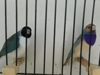 Mavi sarı yeşil ispinoz takımlar 2023 hazır