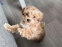 Efsane Maltipoo Yavrularımız