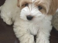 MALTİPOO DİŞİ ERKEK YAVRULAR