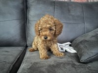 Eşsiz toy poodle dişi çikolata