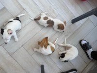 ORJİNAL JACK RUSSELL YAVRULAR 2 DİŞİ 2 ERKEK