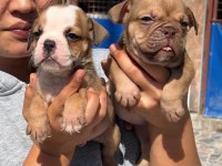 Sevimli ingiliz bulldog yavrularımız