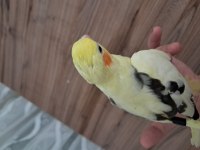 Bebek sultan papağanlar