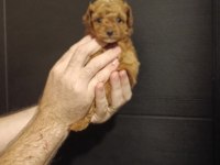 EFSANE YAVRU TOY POODLE