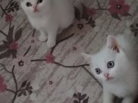 Beyaz Scottish Fold Yavru