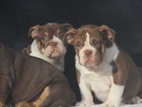EGZOTİC İNGİLİZ BULDOG YAVRULAR