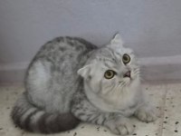Scottish Fold Silver Erkek