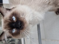 Safkan full şecereli ragdoll