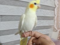 Ele alışkın yavru sultan papağanı