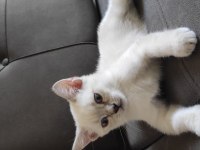 Evin neşesi British Shorthair