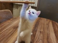 Eğitimli british shorthair