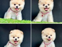 Güzeller Güzeli Pomeranian Yavrularımız