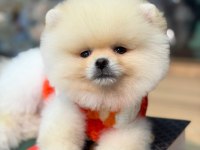 Ayı Surat Pomeranian Bebekler