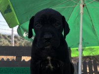 Cane corso yavrularmız