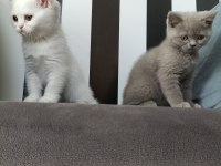 British shorthair beyaz dişi lilac erkek yavrular