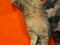 SAHİPLENDİRİLECEK KEDİMİZ