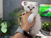 Irk Ve Sağlık Garantili Scottish Fold Yavrumuz
