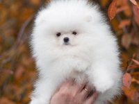 sevimli pomeranian boo yavrular heryere gönderilir