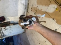 2 adet ömür boyu ırk garantili jack russell